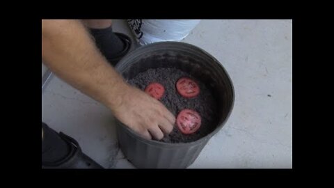 Man Who Left Tomato Slices In A Bucket For 10 Days Has The Whole Neighborhood Jealous