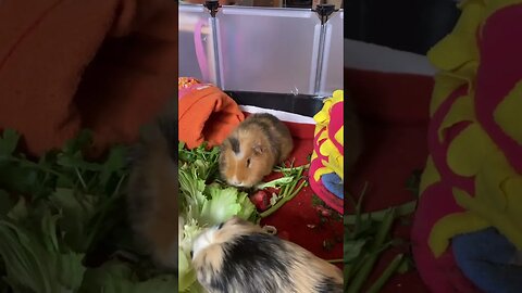 Guinea pigs devouring salad