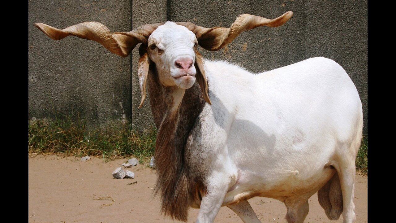 COOKING OF RAM
