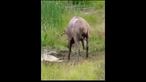 Deer vs water😱#wildlifemagictv#wildlife#wild#life#nature#animals#animalsworld#deer#water#science