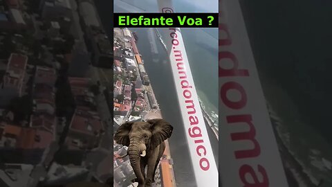 Elefante Voa ou Não Voa ? #short #elefante #shortsvideo #shortvideo