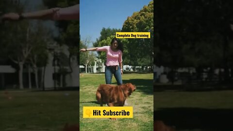 Complete Dog Training | Basic to advance #youshorts Training Shorts Video #shorts #dogtraining