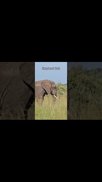 Maasai Mara #Wildlife Sightings Today 12/12/23 | Zebra Plains| #ShortsAfrica #holidayswithshorts