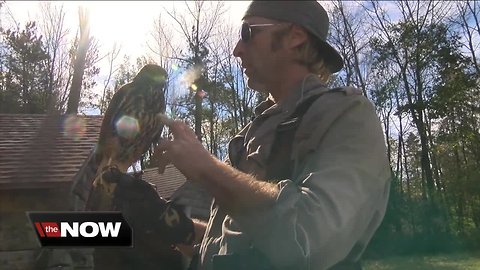 Ellicottville falconer sharing his birds of prey