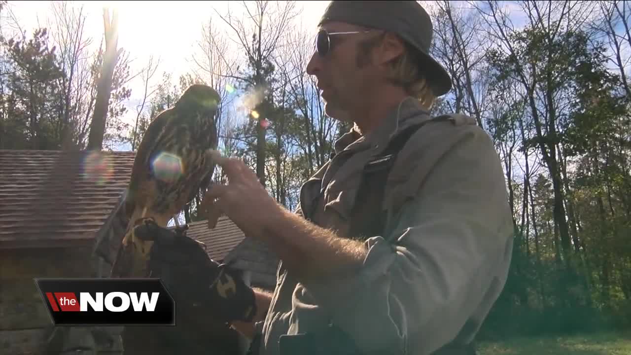 Ellicottville falconer sharing his birds of prey