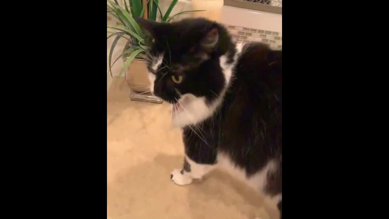 Athletic cat jumps on counter in slow motion