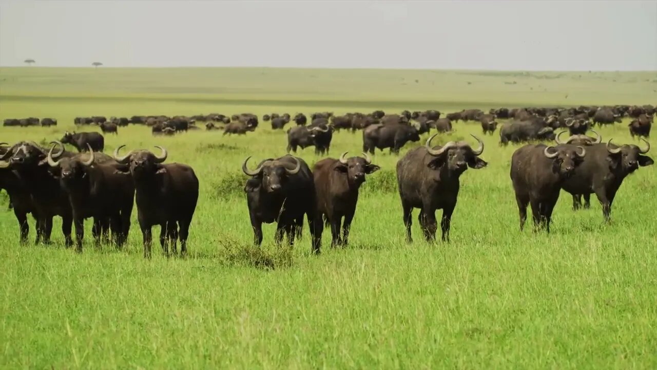 Horses are most common overall with deer and bison pretty common too, probably animals they hunted