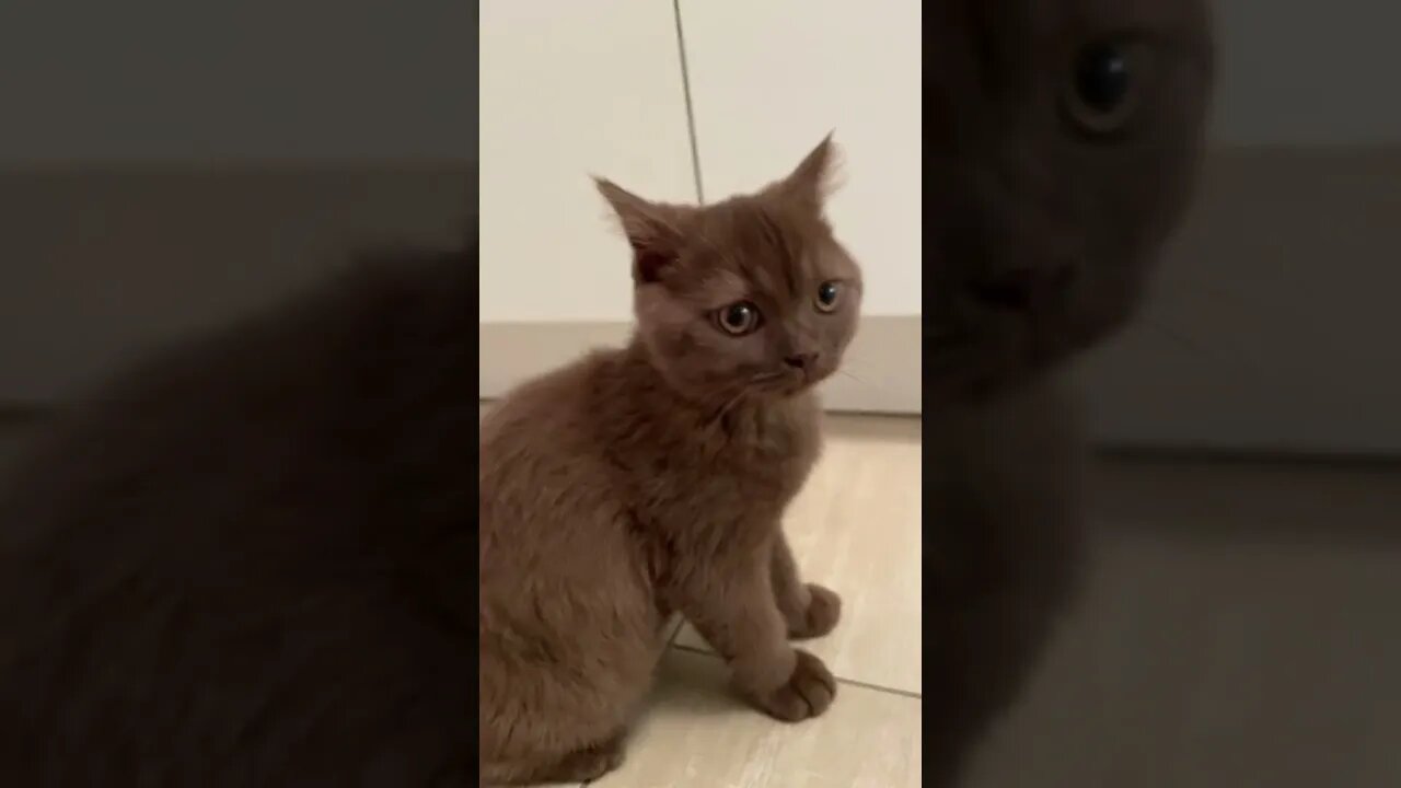 Cutest Brown cat on Tiktok #shorts