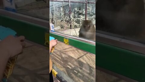 This monkey has a great tempe Video By zenofung #Shorts
