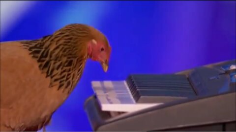 The musician chicken