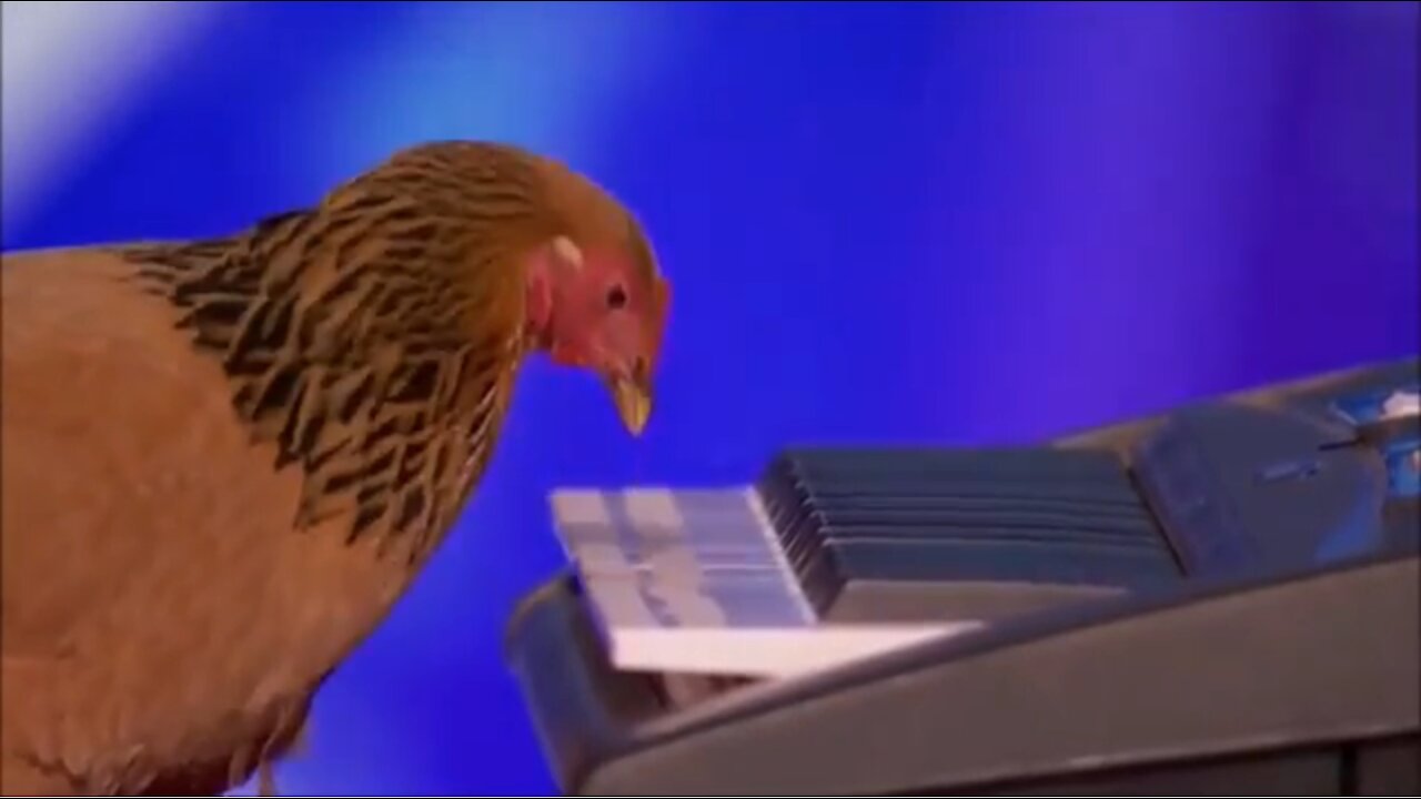 The musician chicken