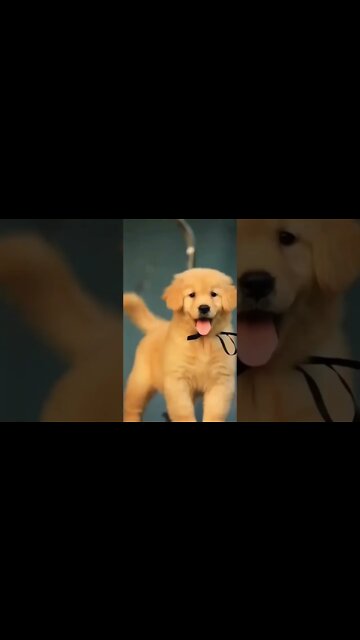 I have the most beautiful puppy in the world (beautiful world)#shorts #youtube