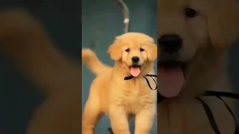 I have the most beautiful puppy in the world (beautiful world)#shorts #youtube
