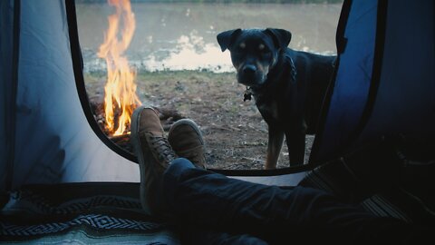 Person inside a tent with dog .