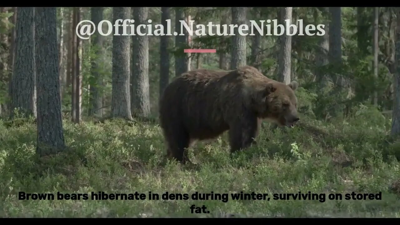 Nature Nibbles: Brown bear