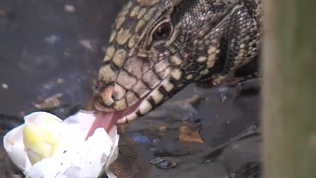 Tegu: Lizard species is out of control in parts of South Florida