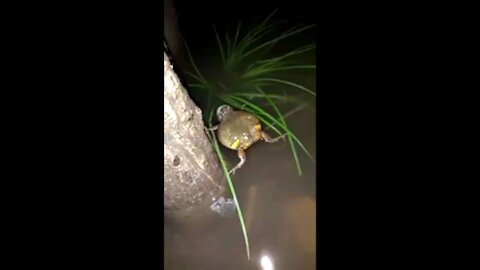 Funny frog at water rain