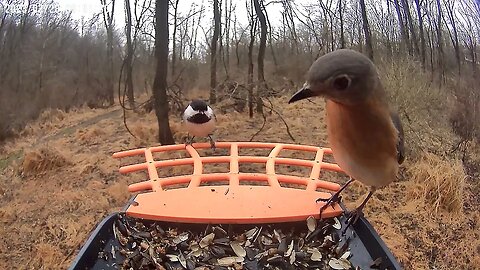 BirdKiss AI Smart Bird Feeder: Bluebirds 1