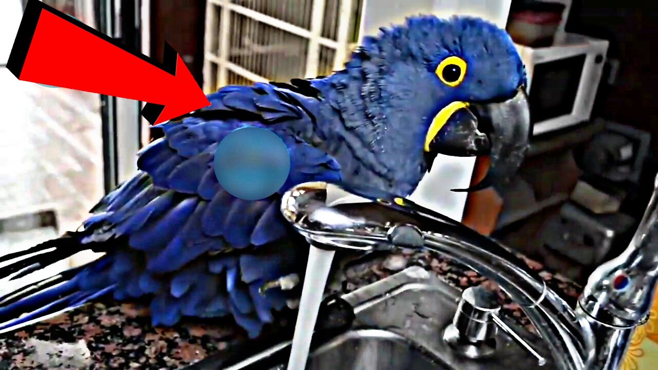 Smart Parrot