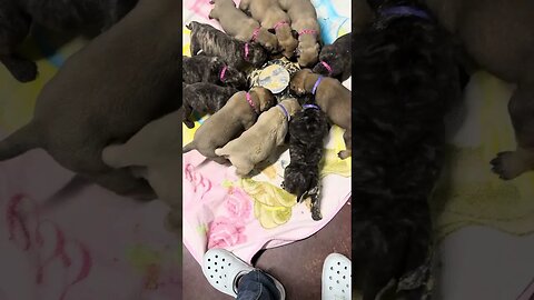 Puppies learning to eat. LonelyCreek Finny 7-21-23