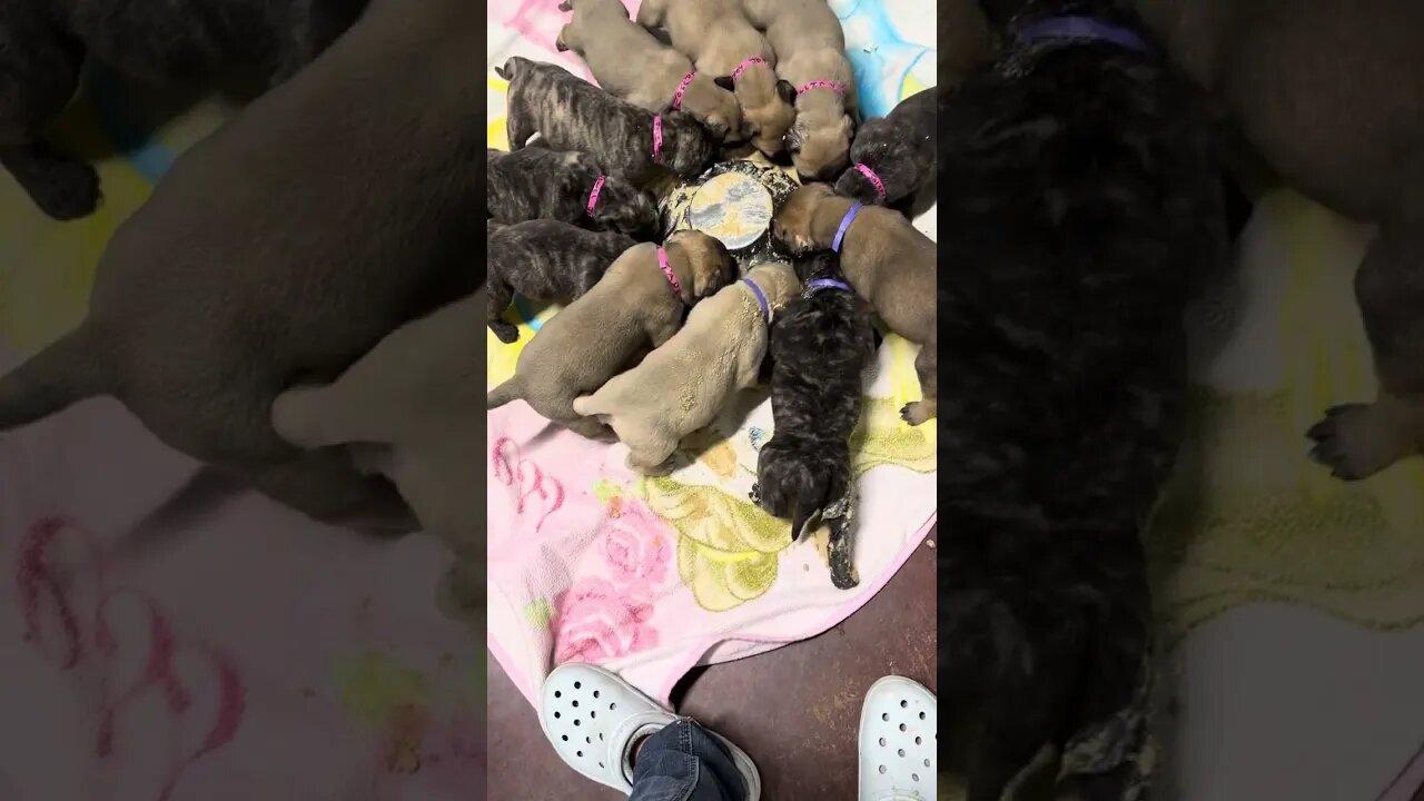 Puppies learning to eat. LonelyCreek Finny 7-21-23
