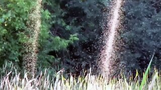 Les pires invasions d'insectes de l'été !