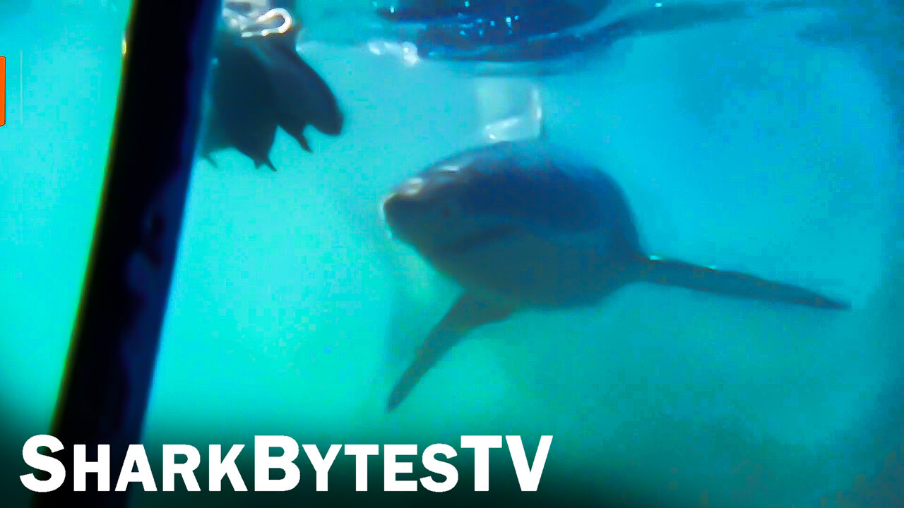 Submarine Sharks Caught on Camera, Shark Bytes TV Ep 39, Rare Giants Part 2