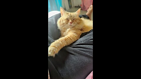 Cat voice ll Meooooooooow ll cute cat