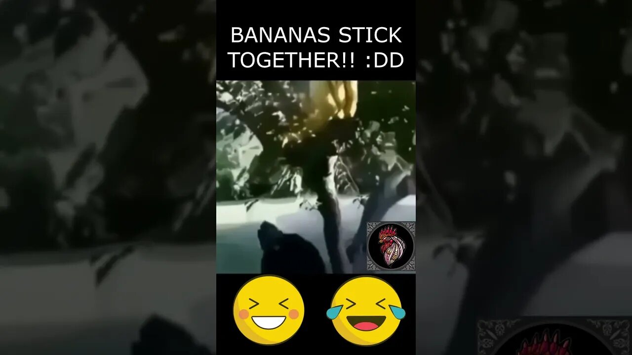 BANANAS STICK TOGETHER