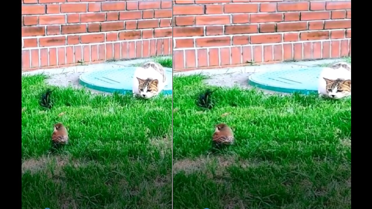 Wow.. How Pets Try To Catch a Bird that Will Make Your Day So Much Better 🥰