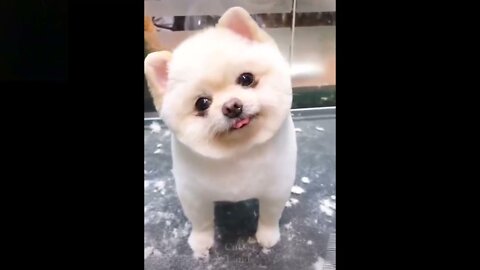 Cute and Funny Pets Edition