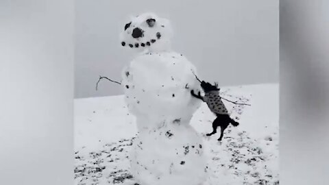 Small dog tries to bite off snowman's arm (which is a tree branch)