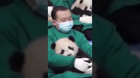 Did you know that Panda cuddler is a job?