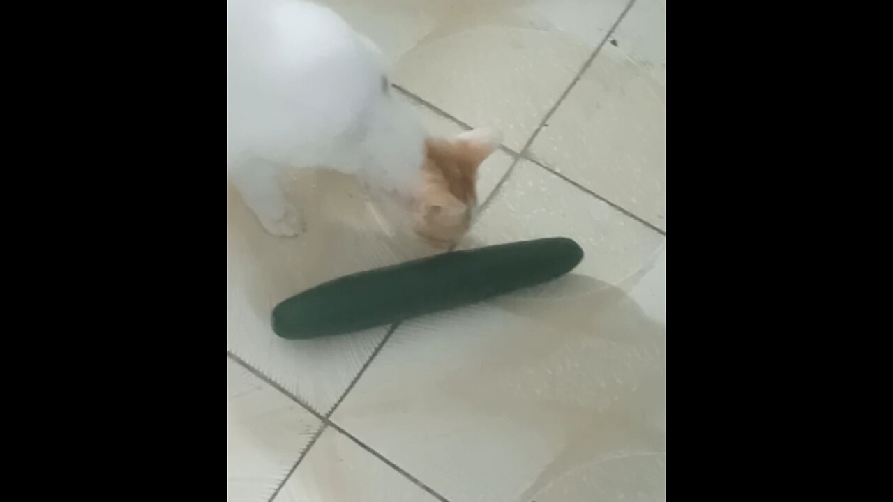 Are cats really afraid of cucumber?? I did the test