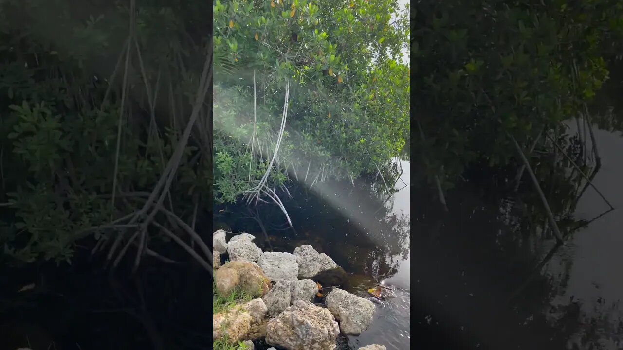 Everglades Florida Coral Rich Limestone Stream | #shorts