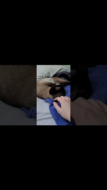 irresistible #kitty #cat #viral