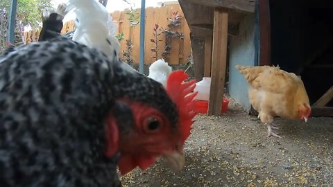 Backyard Chickens Relaxing Coop Video Sounds Noises Hens Clucking Roosters Crowing!