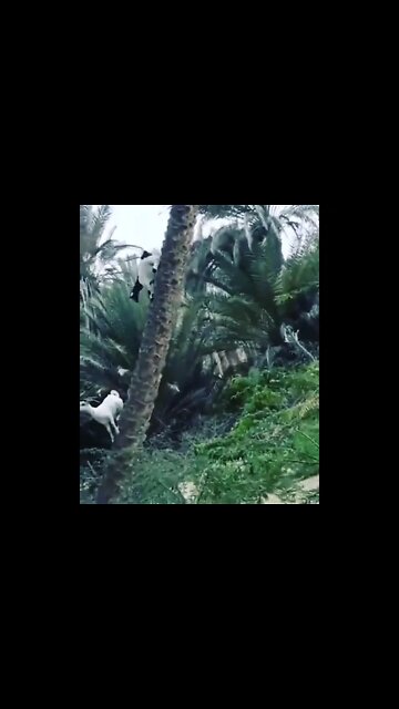 Unbelievable Goats 🐐😂#Shorts #ytshorts #UbertainmentFun #Dogs #Animals #Fun