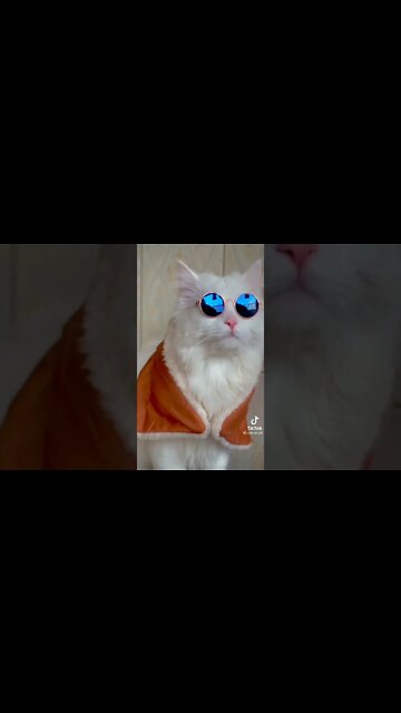 #cats #shorts #funnycats #youtubeshorts #cutecat