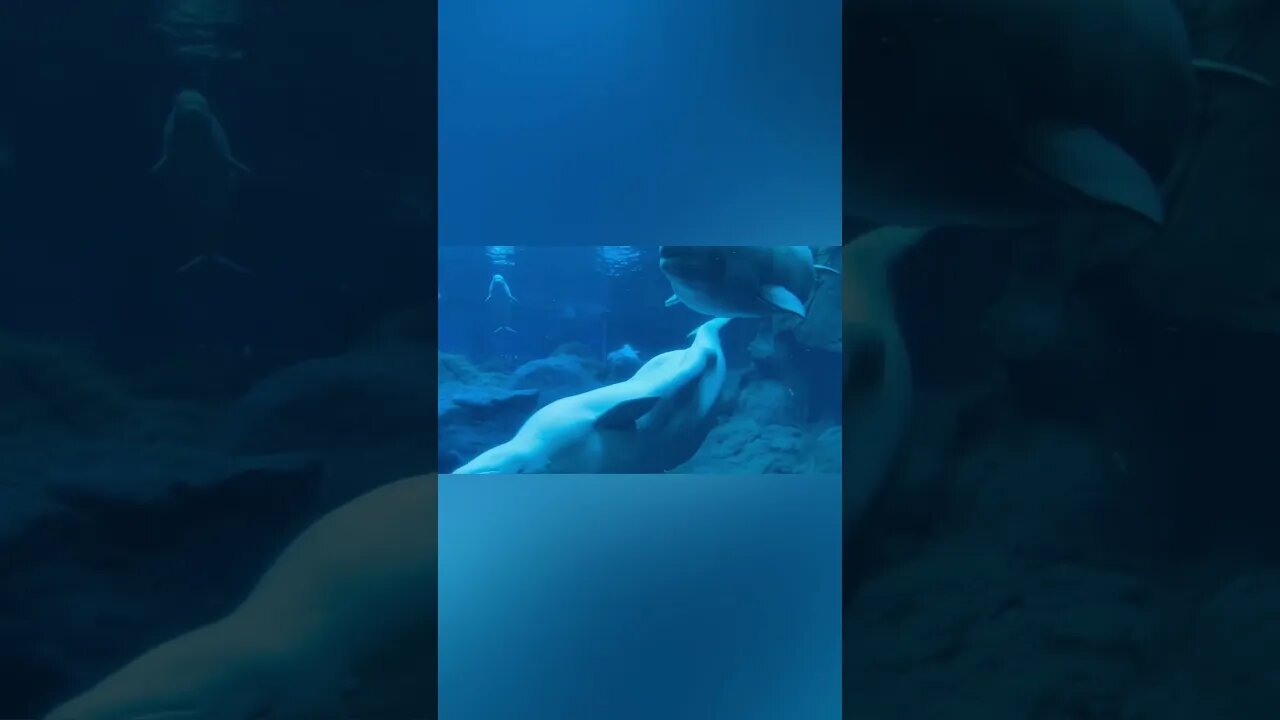 Beluga Whales 🐳 teaching Seals 🦭 their next performance 🎭 #whale #belugawhale #beluga #whales