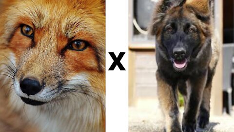 FOX X DOG