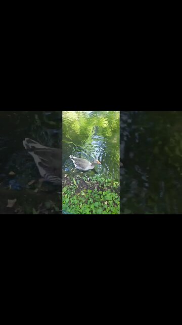 Ganso no jardim casa da insua