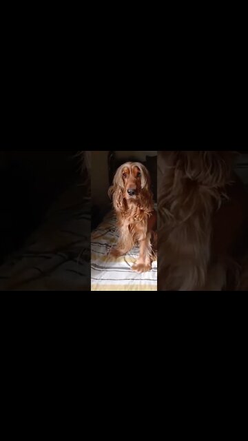 #dogshow, #amimals, #dogs, #shorts