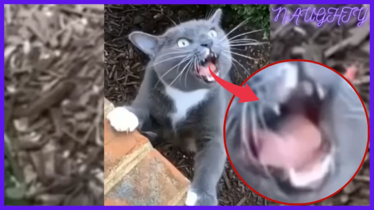 Ultimate Cute and Funny Cat Compilation | Funny Pet Videos [2022]