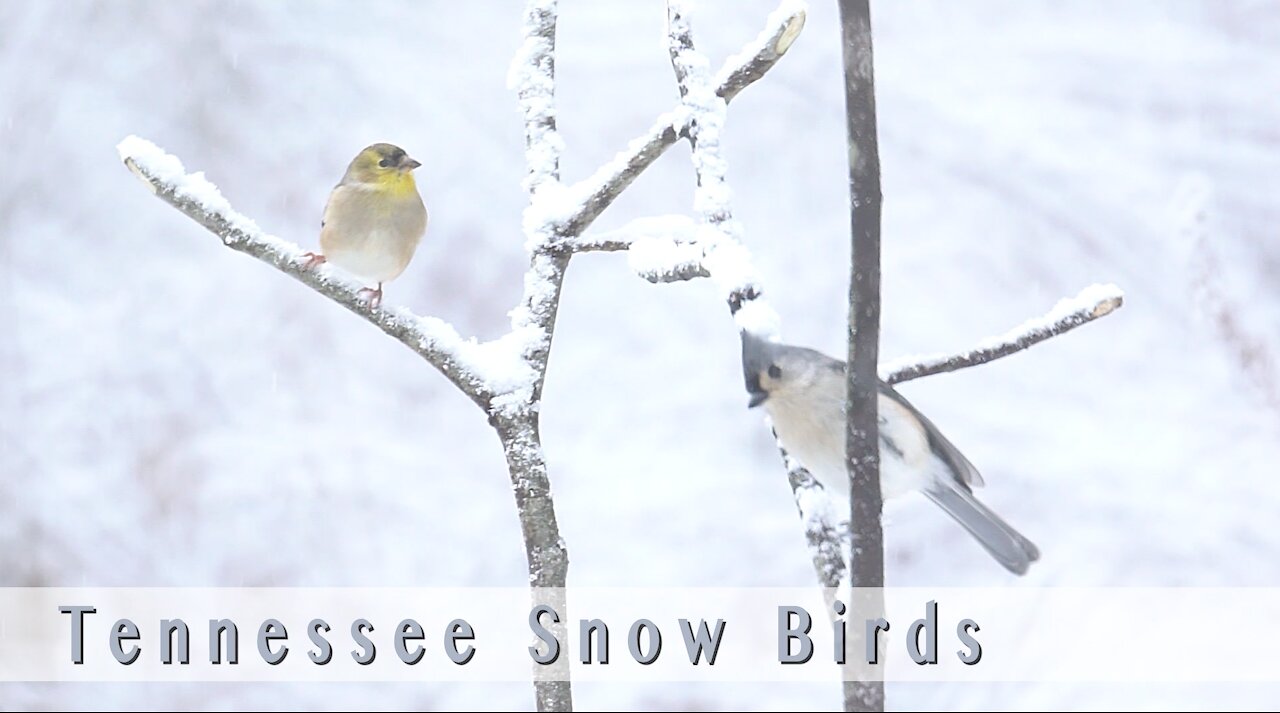 Tennessee Snow Birds