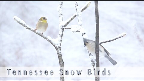 Tennessee Snow Birds