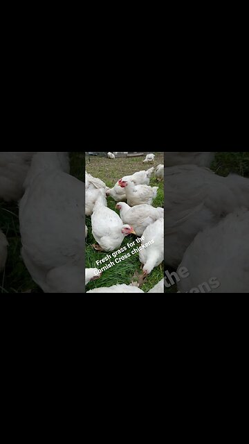 Chickens LOVE Fresh Grass