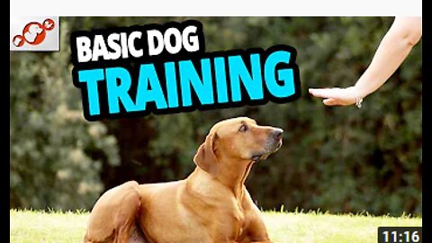 🐕 Basic Dog Training – TOP 10 Essential Commands Every Dog Should Know