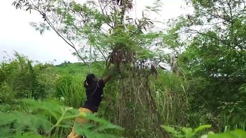 Found lots Swarm of Coconut worms for food in Jungle