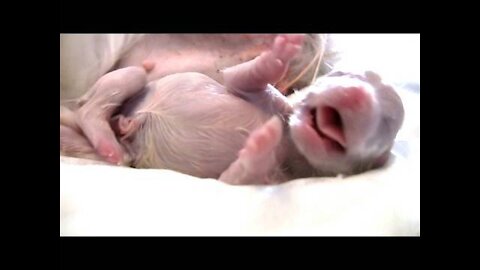 Puppy Being Born Feet First! (Breech Birth) 🐶